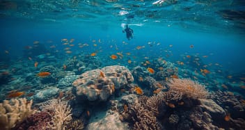 Hausriff in Ägypten – Schnorcheln über Korallen im Roten Meer Hausriff in Ägypten mit bunten Korallen und tropischen Fischen