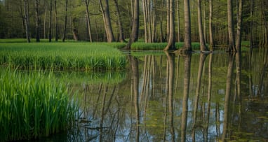 Albena Bulgarien Naturschutzgebiet Baltata Auwald