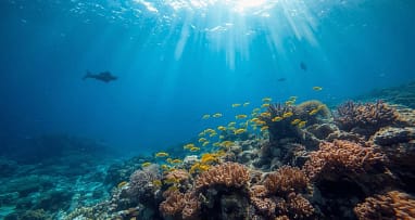 Korallenriff im Roten Meer mit buntem Tropenfisch beim Schnorcheln