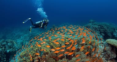 Tauchen im Roten Meer – Spektakuläre Unterwasserwelt Ägyptens Taucher über Korallenriff im Roten Meer als beeindruckende Ägypten Sehenswürdigkeit